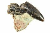 Serrated Carcharodontosaurus Tooth - Dekkar Formation, Morocco #299128-2